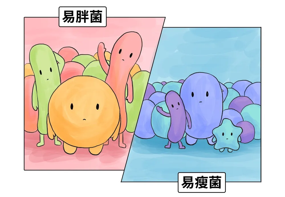 肠道菌群——吃不胖的那些事儿