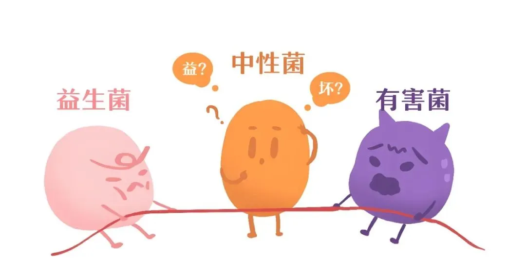 肠道菌群——100 万亿的抗炎力量，筑起身体的自然防线