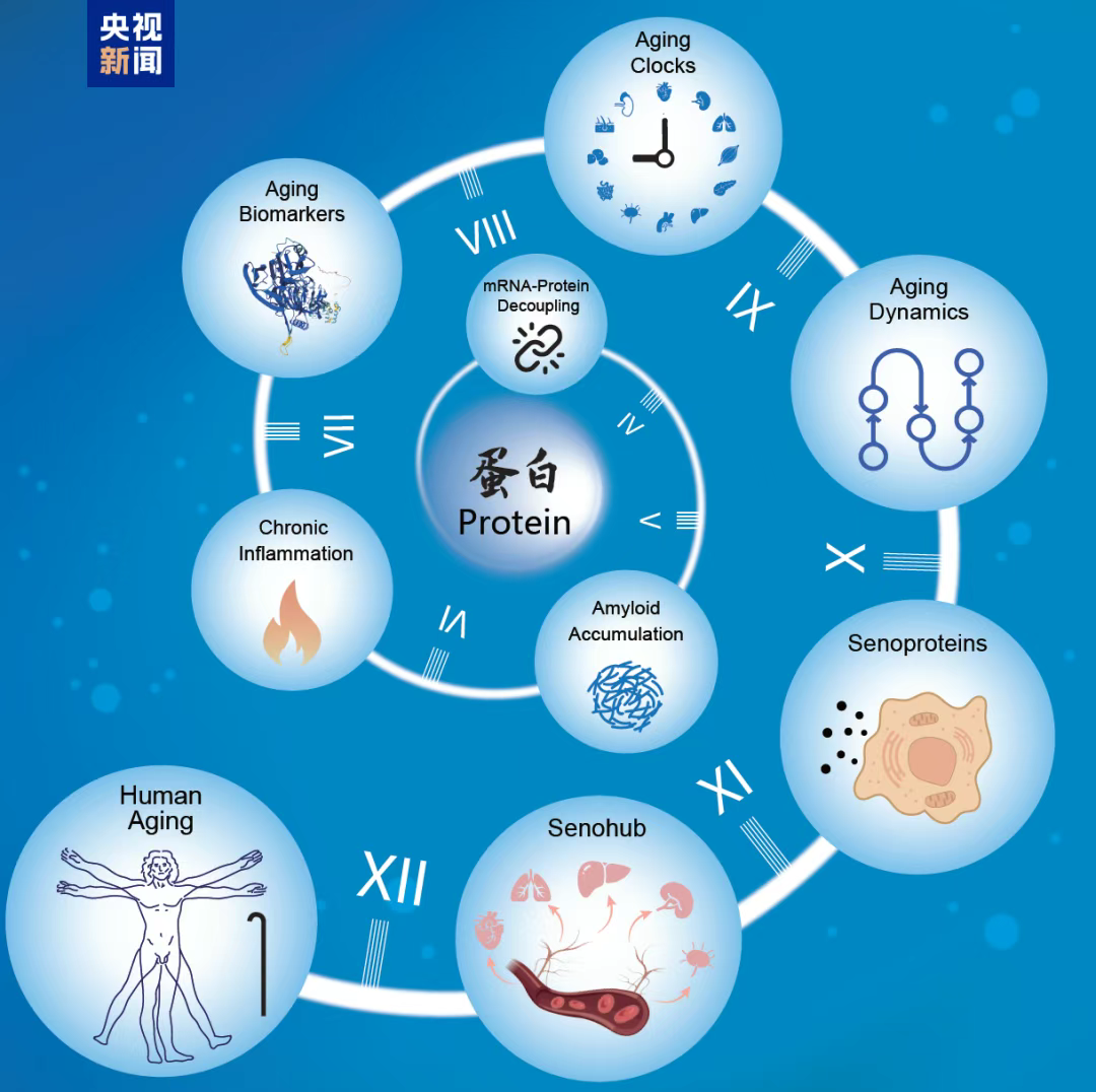 中国人器官衰老时间表，这个器官老得最快