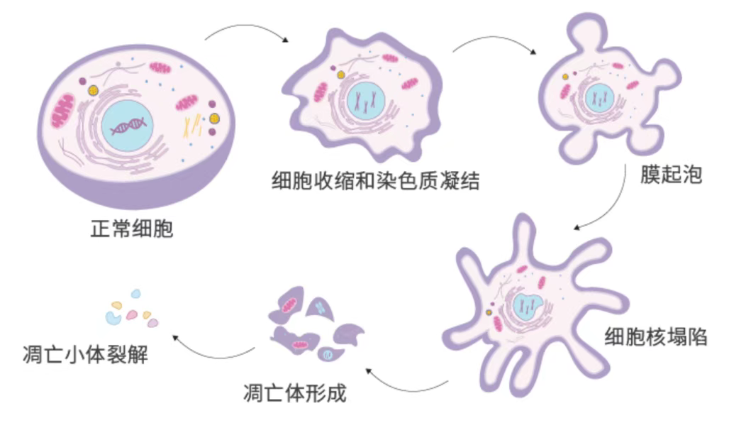 线粒体“由生到死”的三大机制，你了解多少？Nature重磅：调控线粒体可延缓细胞衰老